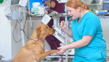 Registered Veterinary Nurse 