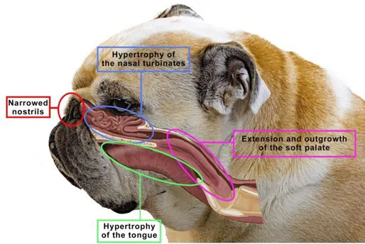 Brachycephalic Obstructive Airway Syndrome BOAS 