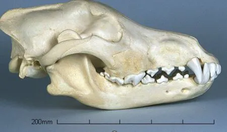german shepard skull