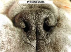 stenotic nares of a brachycephalic dog