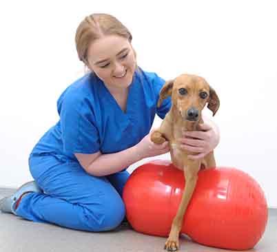 Dog Physiotherapy at Kentdale Vets