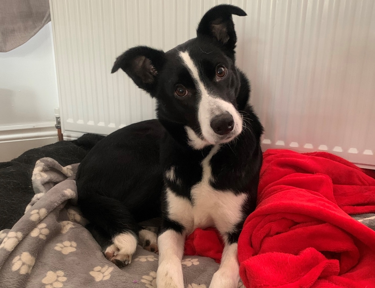 nell-at-home-kentdale-vets