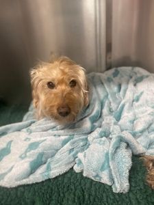 Elmo - Kentdale Vets