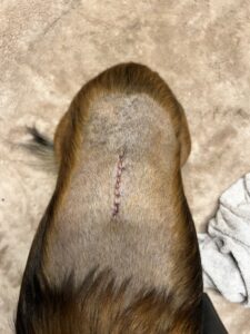 Jay post-surgery