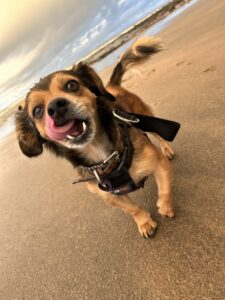 Jay on a beach
