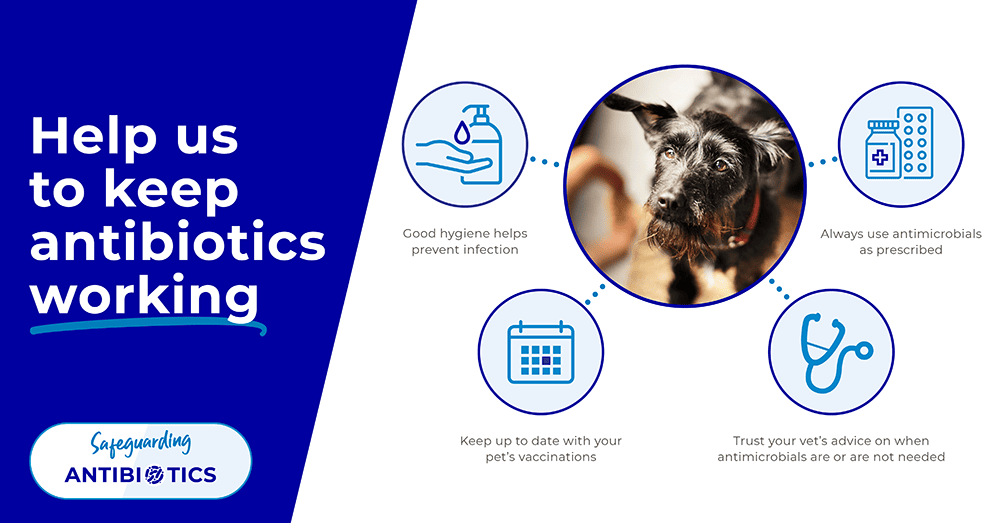 kentdale-vets-antibiotcis-advice
