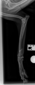 Reggie leg x-ray