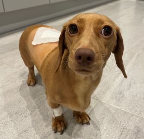 Lola after care