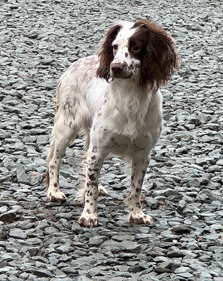 gin-the-dog-kentdale-vets-operation