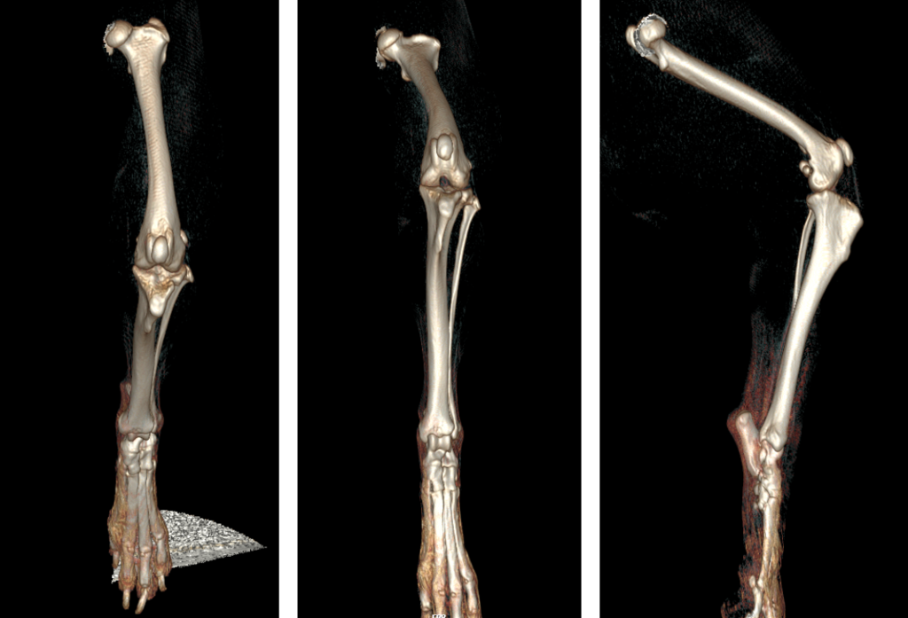coco-news-story-CT-scan