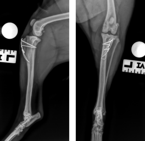 coco-news-story-post-surgery