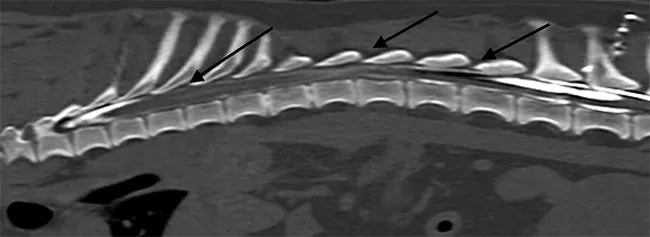 xray-spine-kentdale-vets