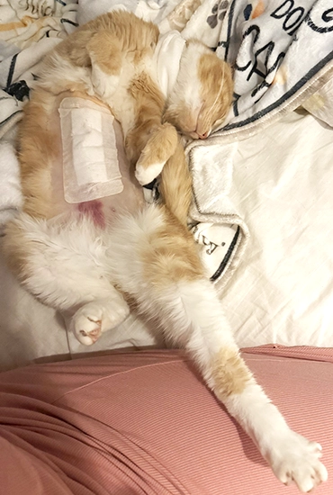chucky-cat-kentdale-vets