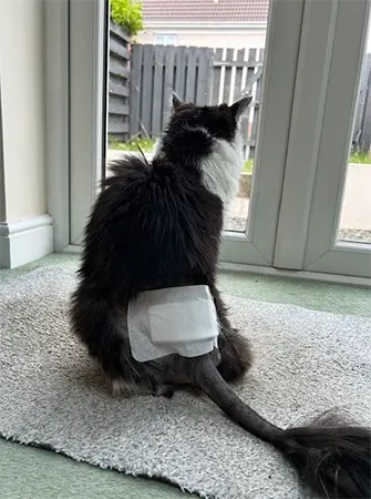 recovered-cat-milo