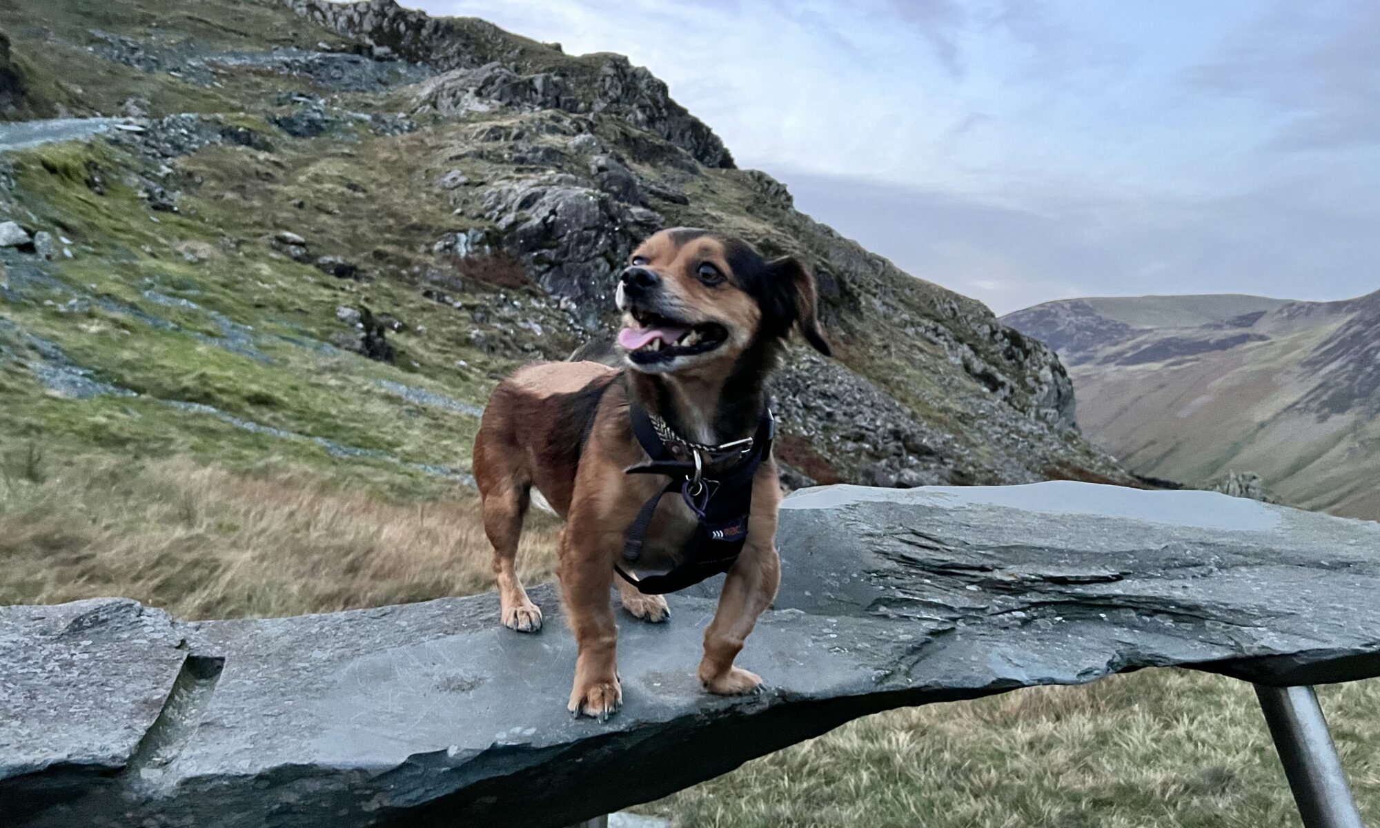 Jay in mountains