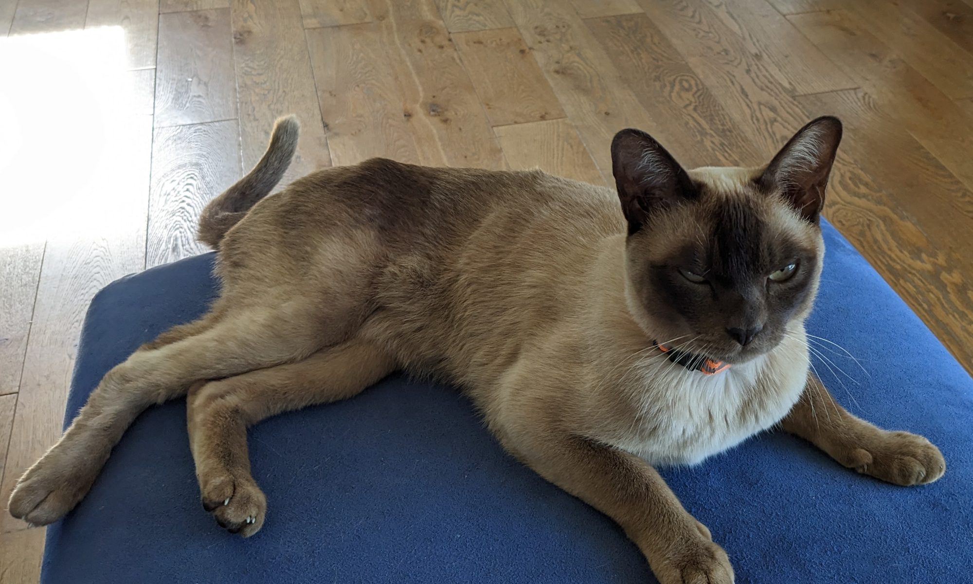 Kito
