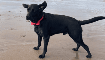 barney-on-the-beach-kentdale-vets