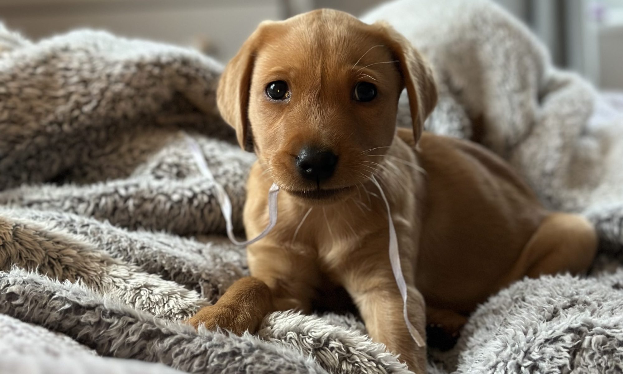 Callie puppy