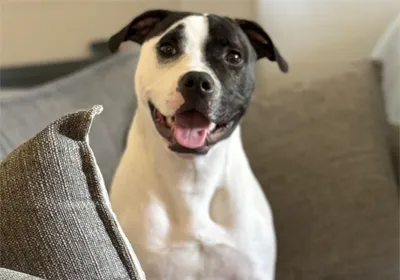 staffy pup steve