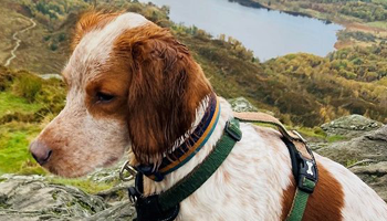 Cocker-spaniel-puppy-Stanley
