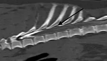 X-ray of Cockerpoo spine
