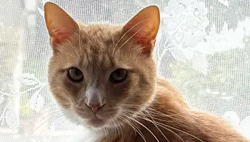 cat-chucky-kentdale-vets-saved