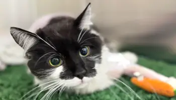 milo-close-up-cat