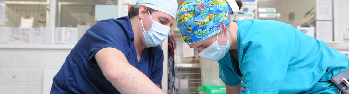 Orthopaedic Surgery at Kentdale Veterinary Referrals