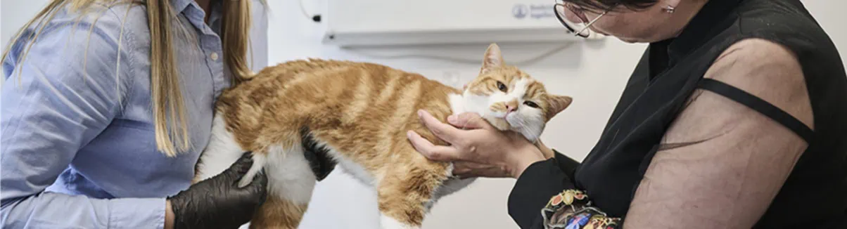 Cat Friendly Clinic: Gold Level