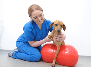 Veterinary Physiotherapy