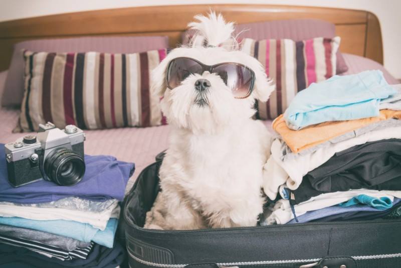 Act now if taking pets abroad after Brexit