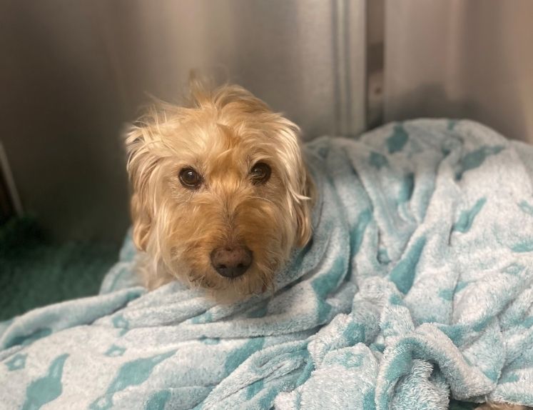 Elmo thumbnail - kentdale vets