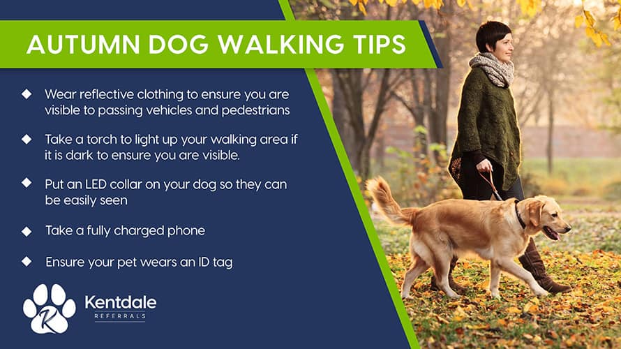 Autumn dog walking tips