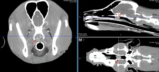 ct-scan-cooper