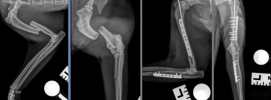 fractures-scans-kentdale-vets